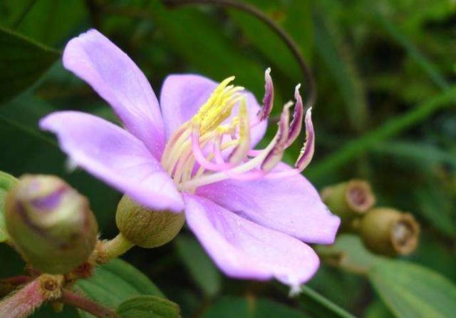 2,【药用观赏花卉】野牡丹的繁殖与养护,花大色艳,全草可入药