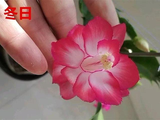 蟹爪兰图片，蟹爪兰你不知道的品种（蟹爪兰支架图片大全）