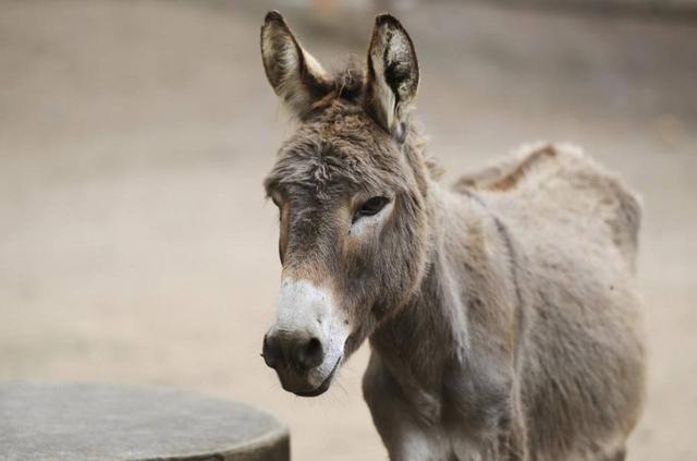 关于康字的成语，关于康字的成语有哪些（成语“楚腰卫鬓”指美女的细腰秀发）