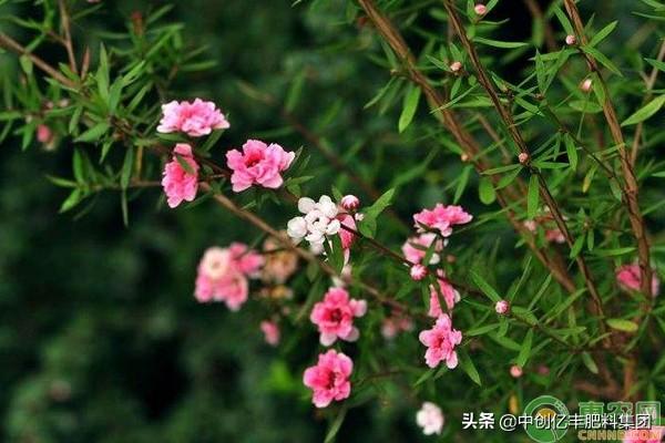 松雪梅养殖方法有哪些，松雪梅植物盆栽怎么养（松红梅一年开几次花）