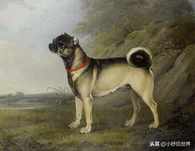 丝毛狗什么品种，丝毛犬有哪些品种（10种随着时间的推移而改变了容颜的犬种）