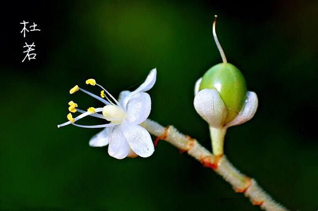 杜若花的花语，古诗杜若是什么花（杜若～花开如蝶）