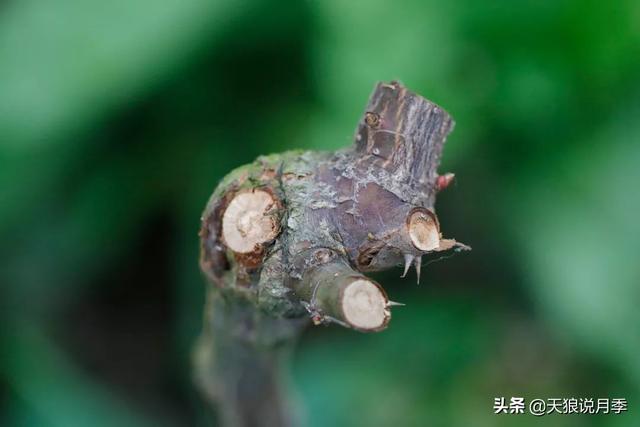 冠幅，冠幅用什么字母表示（趁冬天彻底修剪，调整株型）