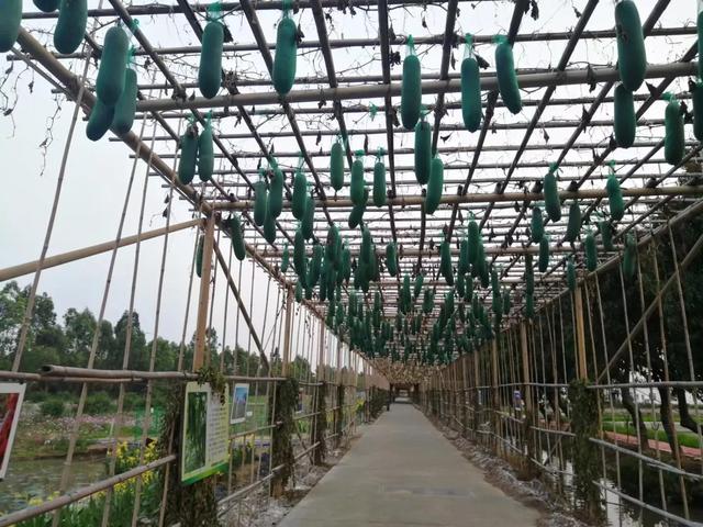 番禺有什么好玩的地方，番禺有什么好玩的（广州番禺旅游攻略<C篇>）