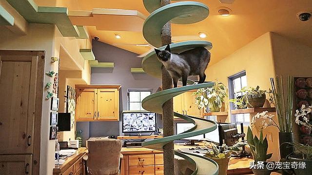 被装在包包里的毛孩纸，被装在包包里的毛孩纸怎么处理（铲屎官为毛孩们所做的事情让人感动图片）