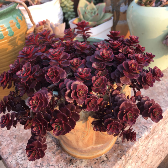 和玫瑰花很像的花，像玫瑰一样的多肉植物（多肉界的“小玫瑰”）