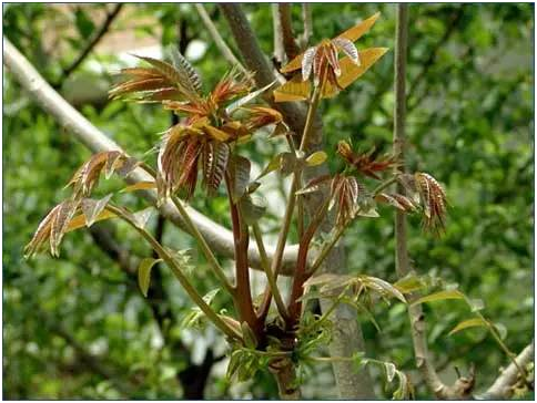 湖南有哪些特色水果，湖南人最全山里野果子