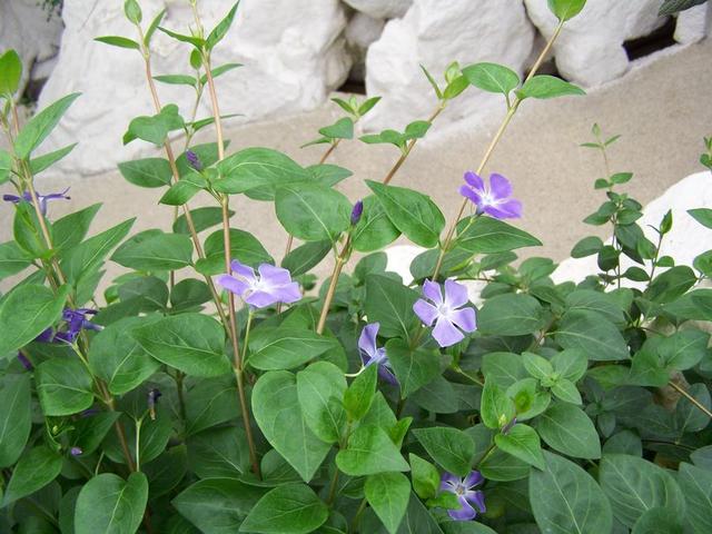 适合家里养的32种花，家里养什么花好（”家居盆花100种）