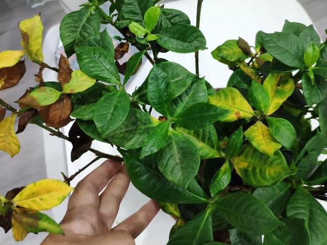 栀子花叶子发黄是什么原因，栀子花叶子发黄的原因是什么（栀子花叶子发黄）