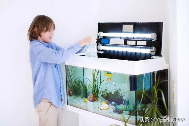 沼泽过滤是不是比别的好，买硝化细菌粉末粉还是液体