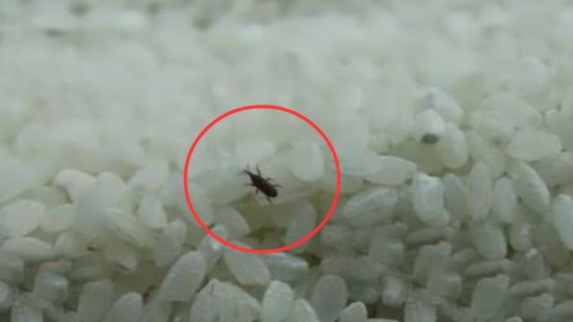 米为什么会生虫，米里为什么会生小虫（那这些虫子是从哪来的）