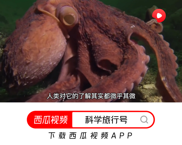挪威海怪到底蕴含着怎么样的秘密，二战间记录了真实案例