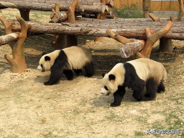 寧波雅戈爾動物園有什麼動物,寧波雅戈爾動物園攻略(寧波雅戈爾動物園