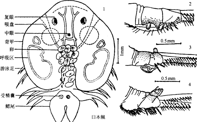 鱼虱病的诊断与治疗，鱼虱病的诊断与治疗方法（观赏鱼身上的“小虫子”是什么）