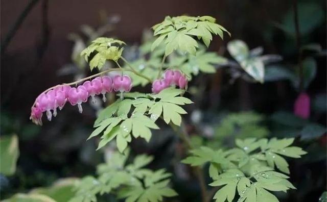 马蹄莲花期有多长，马蹄莲 花期（这花连开10个月）