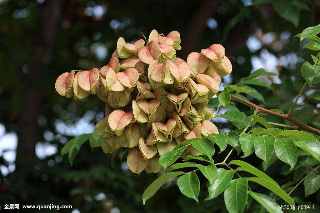 什么是栾树，什么栾树蜜多（中药材栾华）