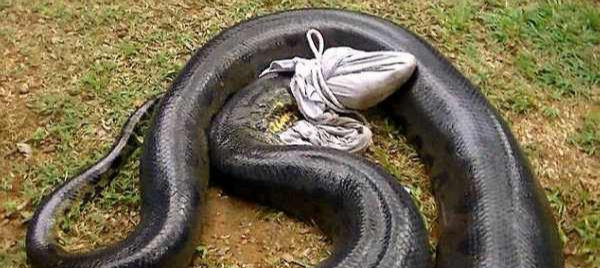 马来西亚神秘巨蛇nabau图片
