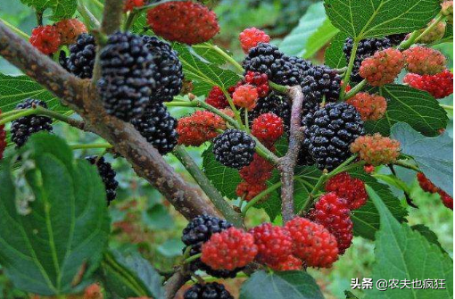 水马为什么叫水马，水马是动物吗（提醒农村娃要远离它）