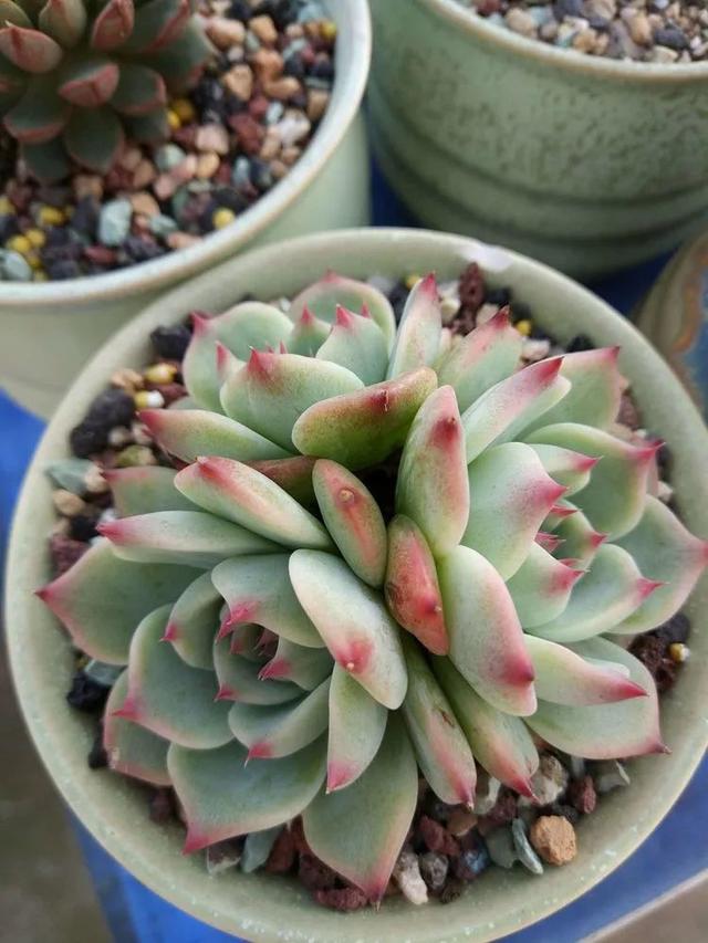 红唇多肉如何养，红唇多肉怎么养出多头（阳台党一样可以养出漂亮的多肉）