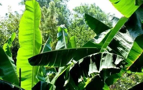 包粽子的叶子是什么植物的叶子，粽子叶是什么植物的叶子（端午百科：年年吃粽子）