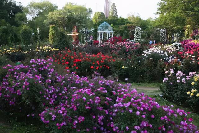 月季花品种，十大经典品种（凭一己之力撑起了整个花园的颜值）