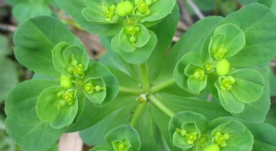 猫眼草的功效与作用，猫眼草的功效（农村里常见的\