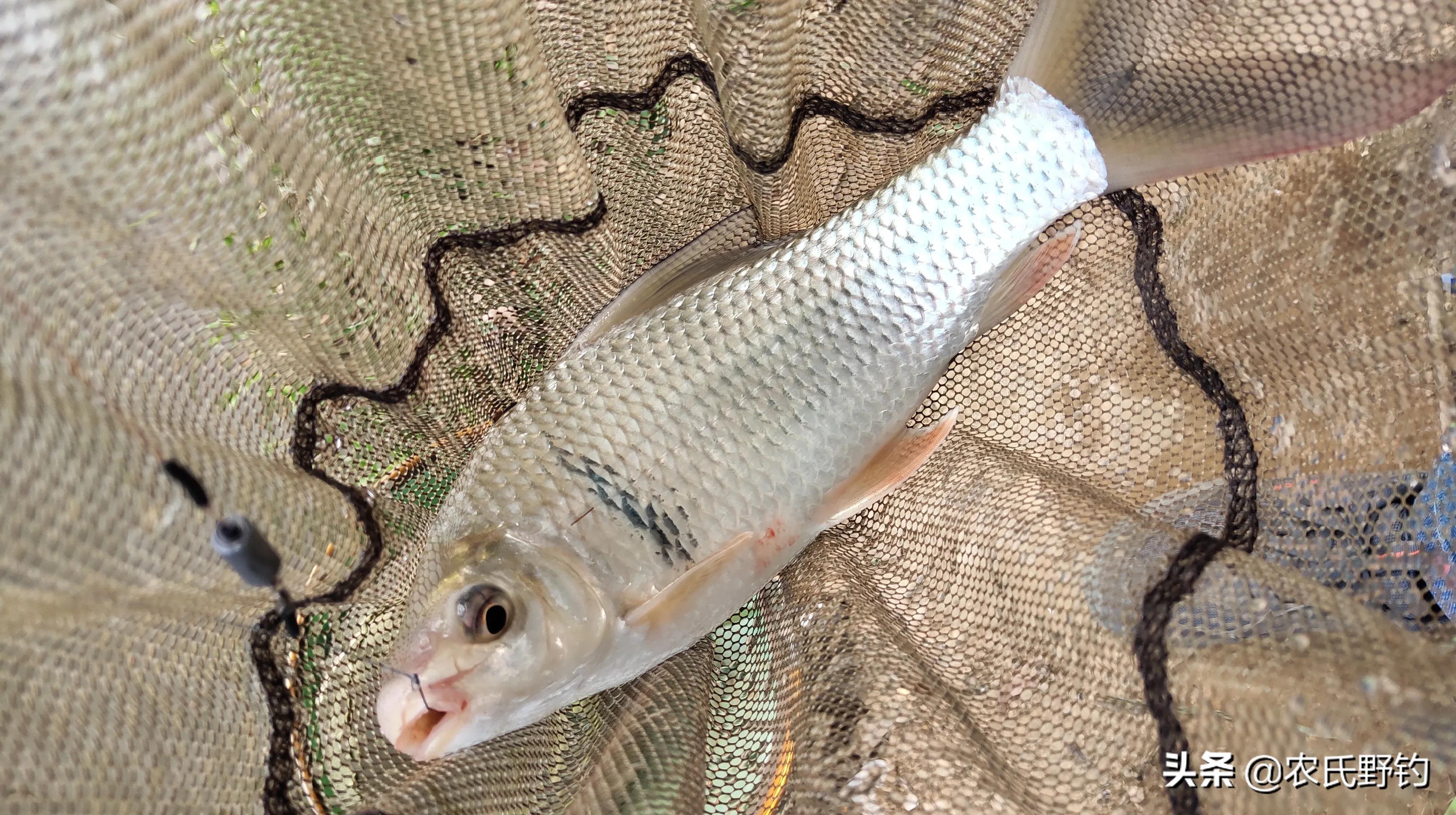 怎样钓鲮鱼最快(最近都说鲮鱼没口) - 去钓鱼