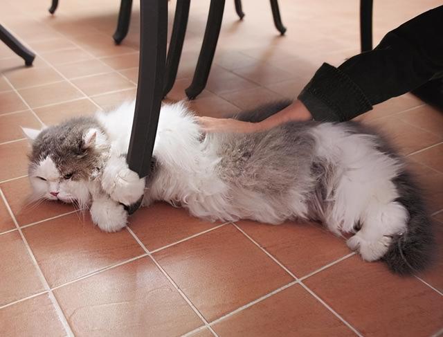 波丝猫（波斯猫图片，为什么国内养的人这么少呢（波斯猫小猫图片）