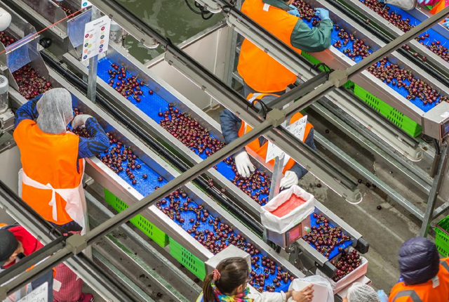 车厘子的寓意与象征，为什么总有人说“中国的樱桃是酸的