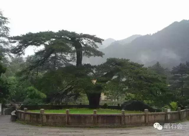 中国十大稀有珍贵名木，中国十大珍贵树种有哪些（中国十大千年古树欣赏）
