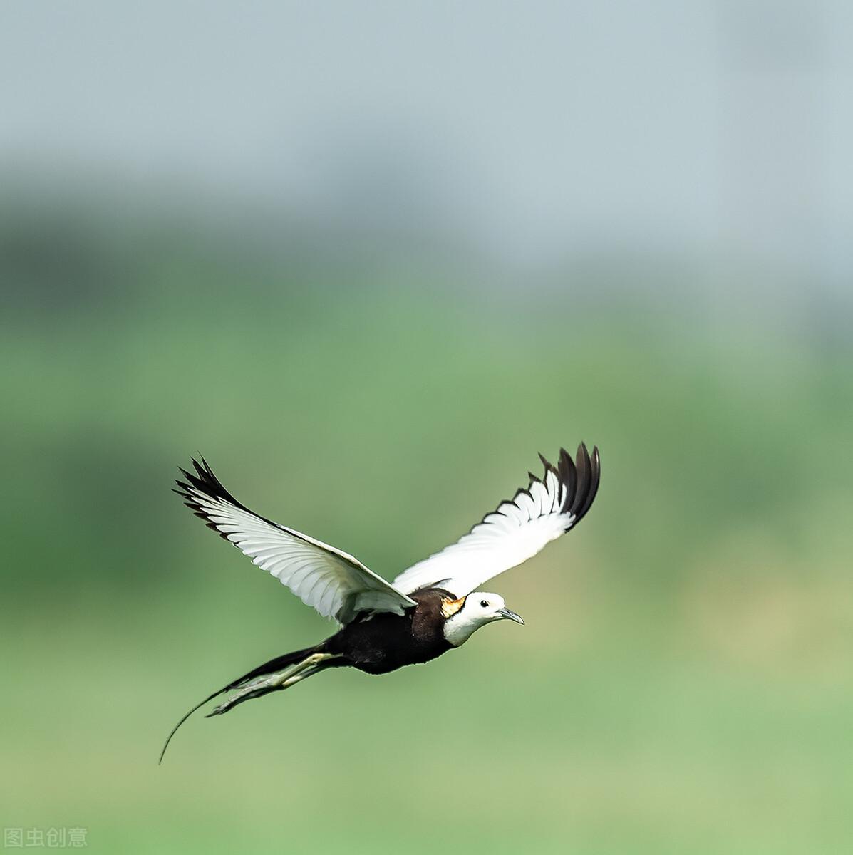 凤凰男是什么意思，嫁人不嫁凤凰男是什么意思（刘若英教你识别“凤凰男”）