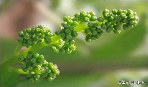 大绒球怎么种植，绒球花怎么种（葡萄全程种植管理、施肥方案）