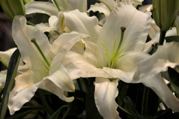 同事生日送什么花，女性同事过生日送什么花好（象征着对美好前程的祝福）