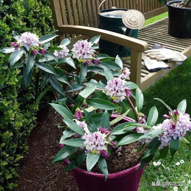 洒金珊瑚，这些四季常青的灌木盆栽适合养阳台上（洒金珊瑚喜阴还是喜阳）