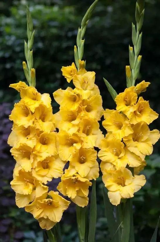 世界上有多少种花，世界上有多少种花?分别是什么（100幅美丽的花儿，赏心悦目）