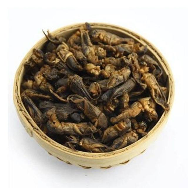 蝼蛄是什么动物，蝼蛄是益虫还是害虫（被人们称为“土狗子”）