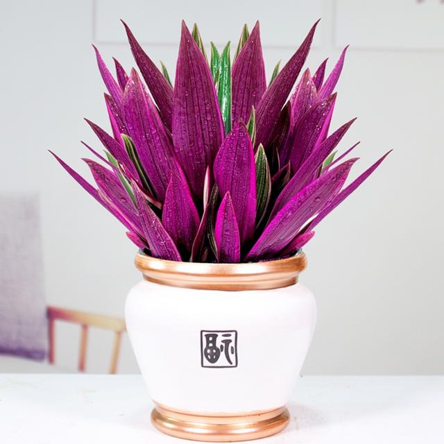 适合家里养的32种花，家里养什么花好（”家居盆花100种）