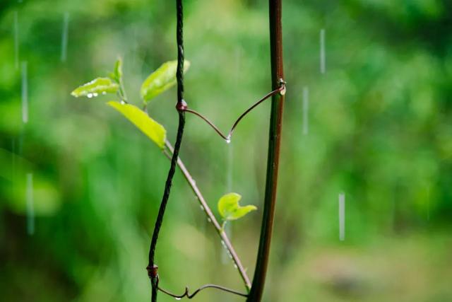 含有雨字的诗句有哪些，含有雨字的诗句有哪些二年级（8首最美的春雨诗词）