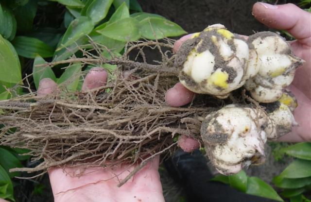 百合玫瑰花束的寓意，百合和玫瑰的花束寓意是什么（2个月就开花）