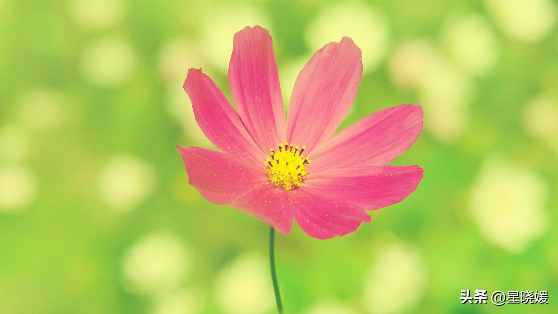 情场也丰收的星座,2021上半年商场得意(2021下半年好运连连的五大星座