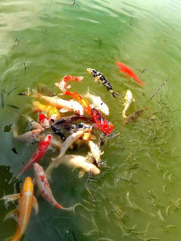 云南弥勒旅游攻略，云南弥勒旅游攻略必（自驾云南——弥勒攻略之湖泉生态园慢病疗养圣地）