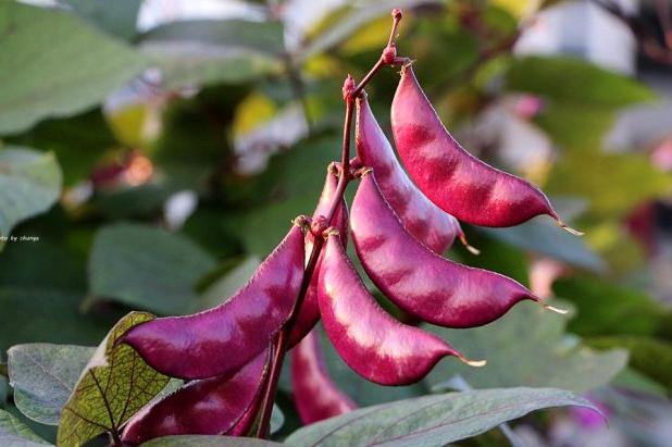 杂粮有哪些品种，粗粮都有什么（中国豆类大全）