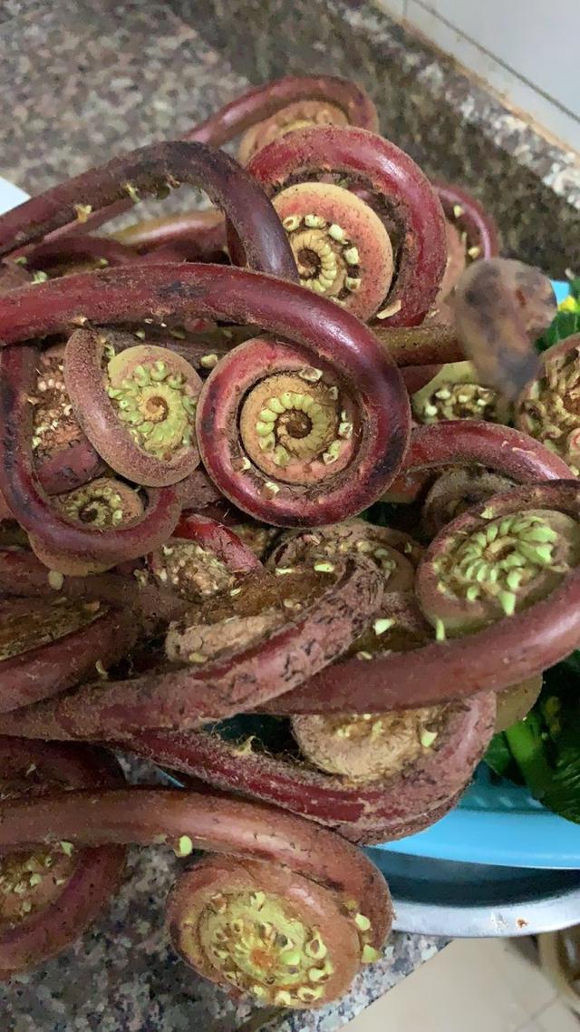 新鲜蕨菜怎么处理才能吃，新鲜的蕨菜怎么吃（春天随处可见的蕨菜）