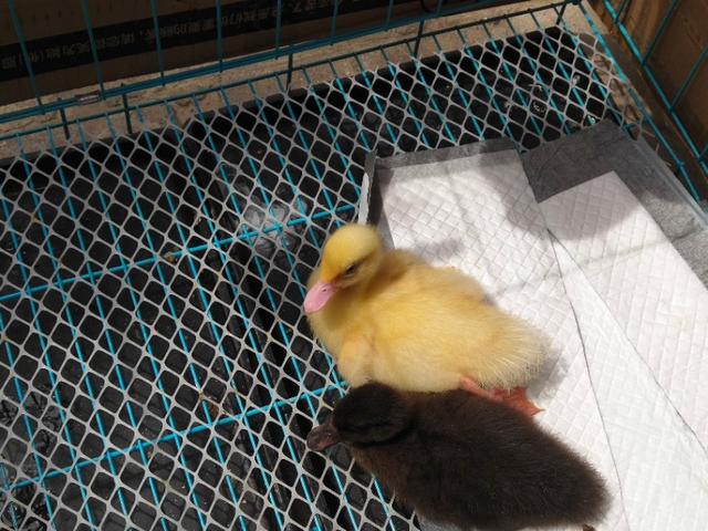 小鸭子怎么养，如何饲养小鸭子（怎么养好小鸭子）