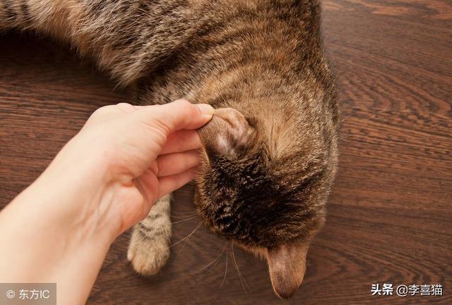 猫藓是什么呢，有猫藓的猫是什么样的（积极配合医生并注意这些事项就能治愈）