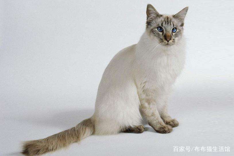 猫的品种介绍及图片，42种宠物猫的品种大全