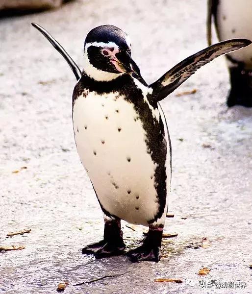 企鹅都有哪几种分别生活在哪里呢，企鹅都有哪些（详解世界上的18种企鹅<一>）