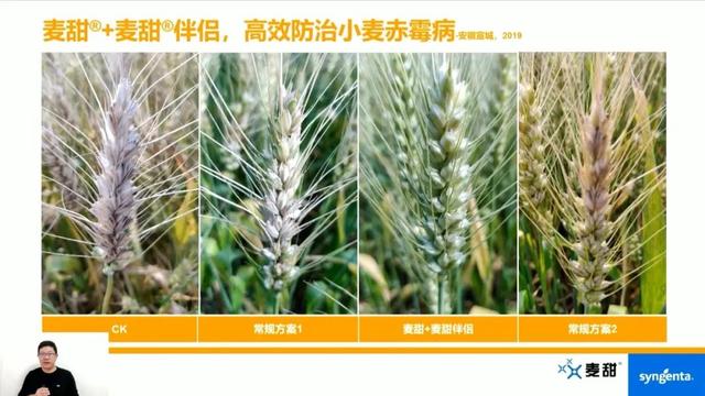 爱苗杀菌剂说明书，爱苗杀菌剂使用说明书（先正达专利杀菌剂麦甜®重磅上市）