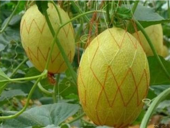 哈密瓜种植时间和方法，哈密瓜怎样种植（在家种''哈密瓜''）