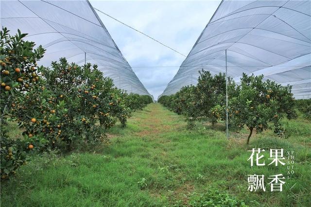 脆蜜金柑的优点和缺点，脆蜜金柑这么好品质、这么高效益